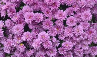 菊花有几种颜色最漂亮 菊花的颜色描写