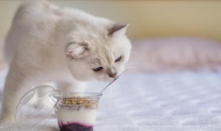 猫咪喝酸奶吗 猫能不能喝酸奶